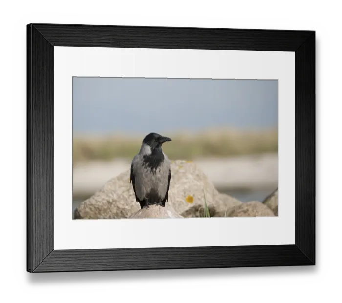 Framed Print : Hooded Crow (Corvus cornix), Mecklenburg-Western Pomerania