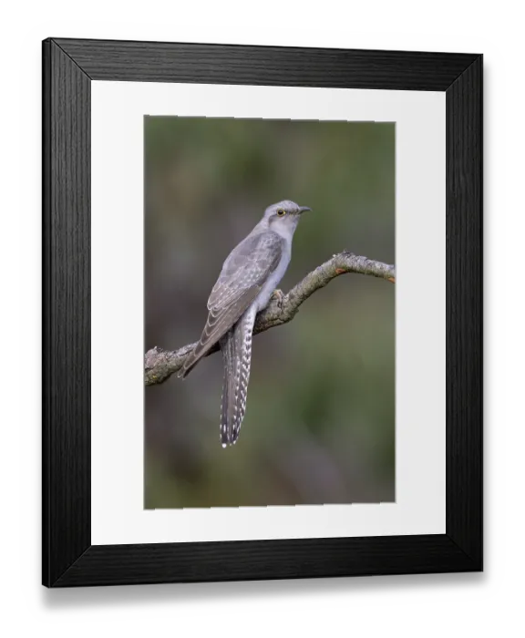 Framed Print : Pallid Cuckoo (Cacomantis pallidus)