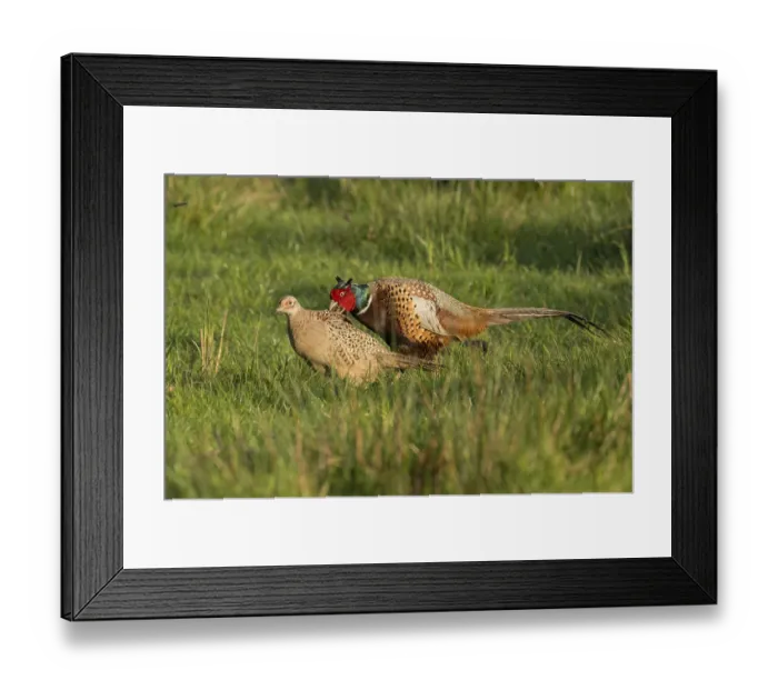 Framed Print : Common Pheasant (Phasianus colchicus) pair