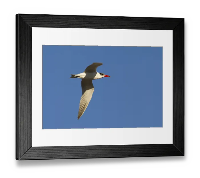 Framed Print : Caspian Tern (Hydroprogne caspia) flying