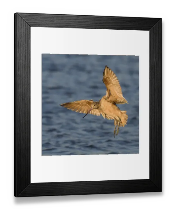 Framed Print : Marbled Godwit (Limosa fedoa) flying