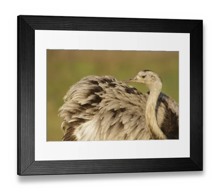 Framed Print : Greater Rhea (Rhea americana), Corrientes