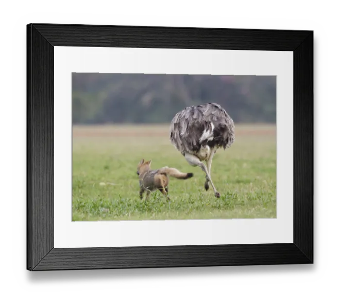 Framed Print : Greater Rhea (Rhea americana) chasing Red Fox away