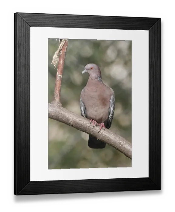 Framed Print : Picazuro Pigeon (Patagioenas picazuro) Framed Print : Picazuro Pigeon (Patagioenas picazuro)