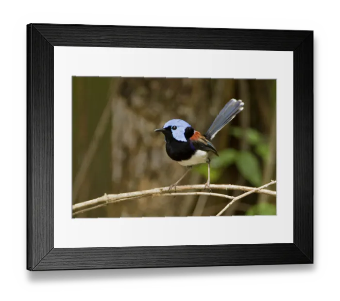 Framed Print : Lovely Fairywren (Malurus amabilis) male