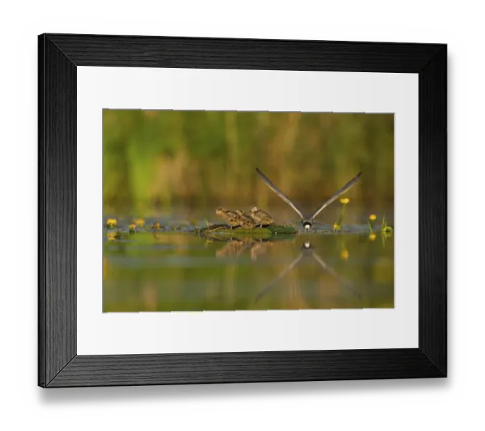 Framed Print : Black Tern (Chlidonias niger) feeding of juvenile Framed Print : Black Tern (Chlidonias niger) feeding of juvenile