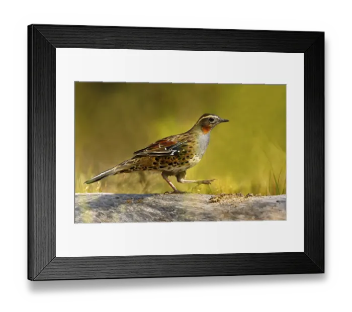 Framed Print : Spotted Quail-thrush (Cinclosoma punctatum) female