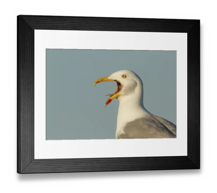 Framed Print : European Herring Gull (Larus argentatus) calling