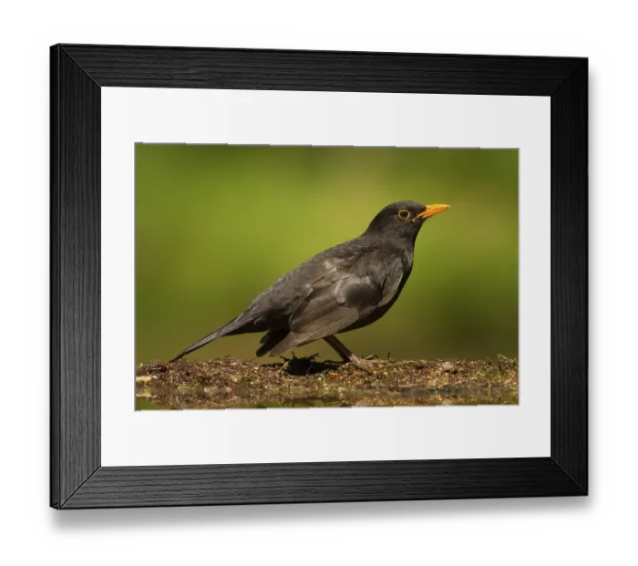 Framed Print : Common Blackbird (Turdus merula) male Framed Print : Common Blackbird (Turdus merula) male