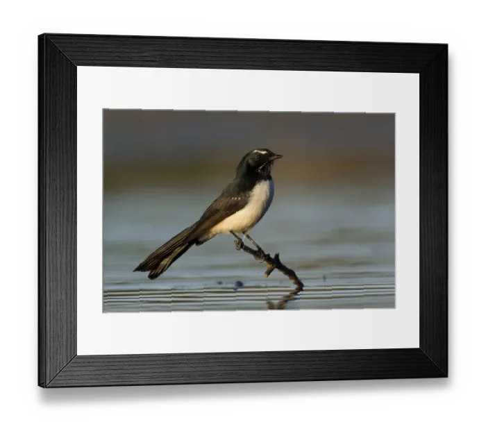 Framed Print : Willie Wagtail (Rhipidura leucophrys)