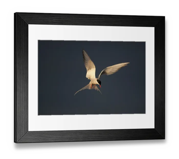 Framed Print : Arctic Tern (Sterna paradisaea) flying Framed Print : Arctic Tern (Sterna paradisaea) flying
