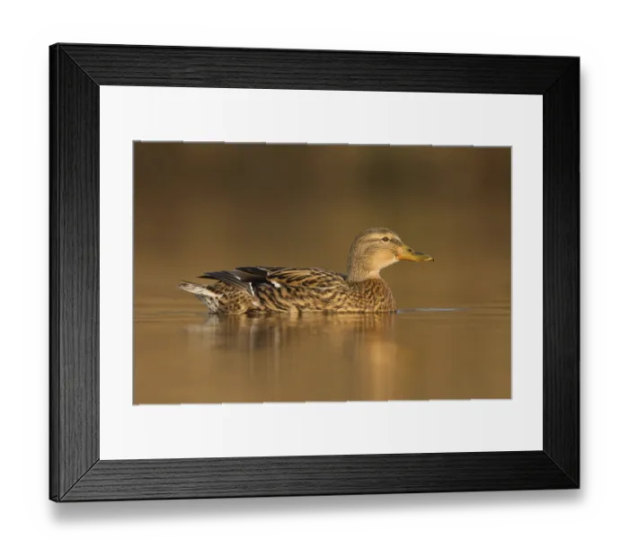 Framed Print : Mallard (Anas platyrhynchos) female Framed Print : Mallard (Anas platyrhynchos) female