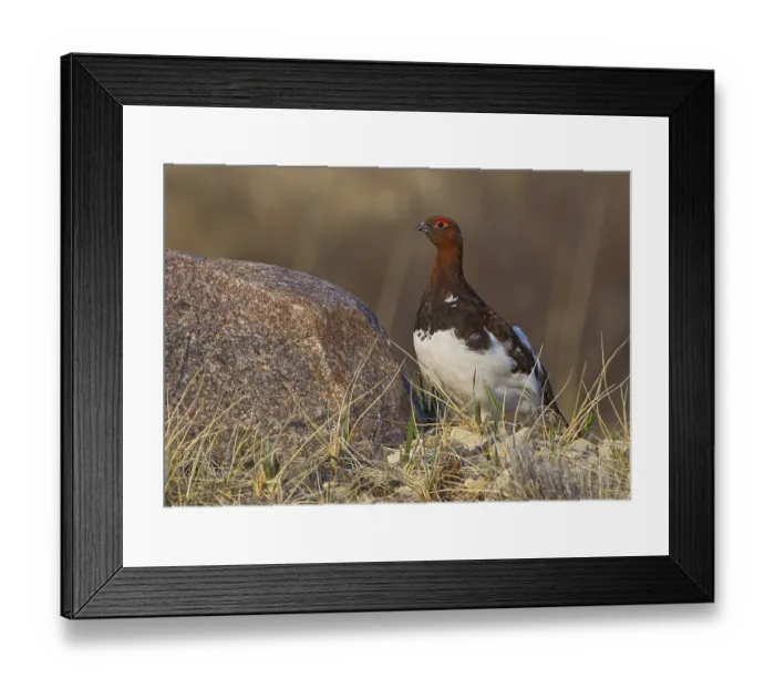 Framed Print : Canada, Manitoba, June, North America