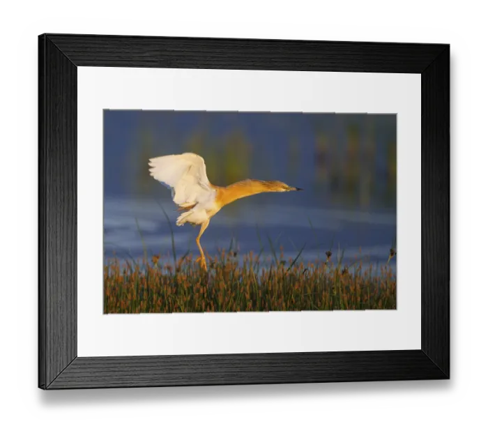 Framed Print : Squacco Heron (Ardeola ralloides) flying