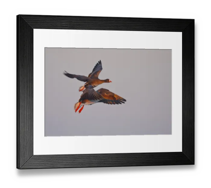 Framed Print : Taiga Bean Goose & Greater White-fronted Goose (Anser fabalis & Anser albifrons) flying