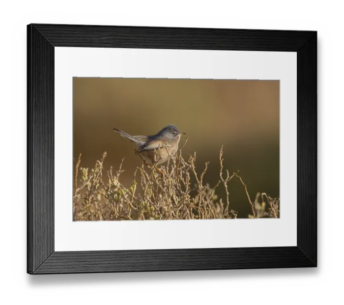 Framed Print : Tristram's Warbler (Sylvia deserticola) male Framed Print : Tristram's Warbler (Sylvia deserticola) male