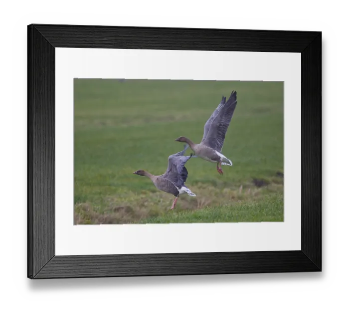 Framed Print : Pink-footed Goose (Anser brachyrhynchus) juvenile flying