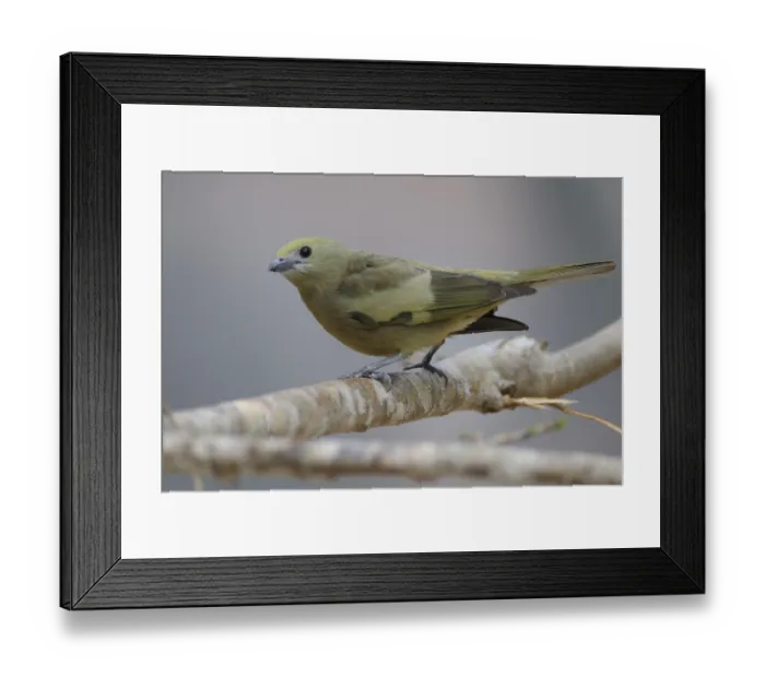 Framed Print : Palm Tanager (Thraupis palmarum)
