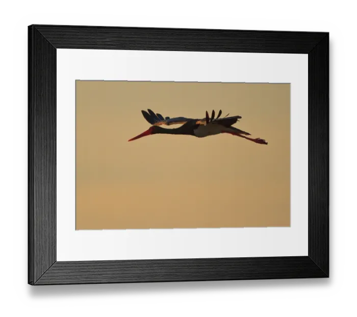 Framed Print : Black Stork (Ciconia nigra) flying, Greece, Europe Framed Print : Black Stork (Ciconia nigra) flying, Greece, Europe