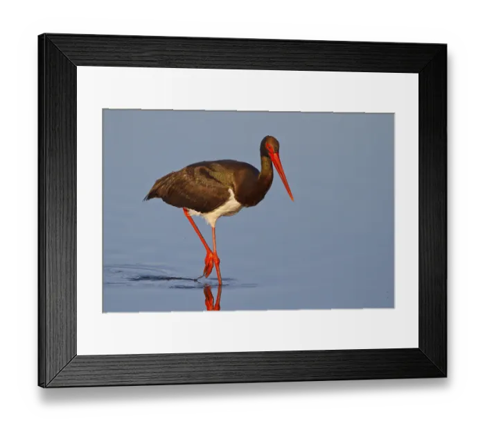 Framed Print : Black Stork (Ciconia nigra) foraging