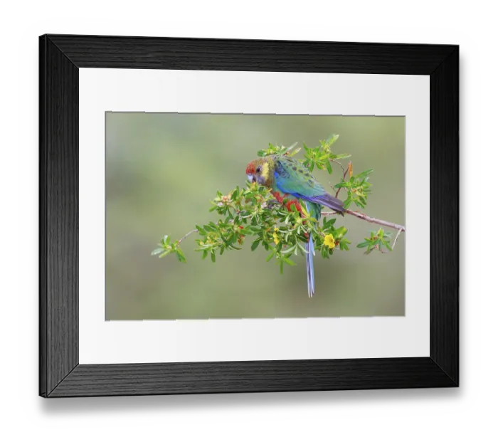 Framed Print : Western Rosella (Platycercus icterotis) juvenile Framed Print : Western Rosella (Platycercus icterotis) juvenile