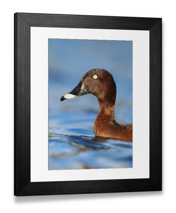 Framed Print : Hardhead (Aythya australis) male
