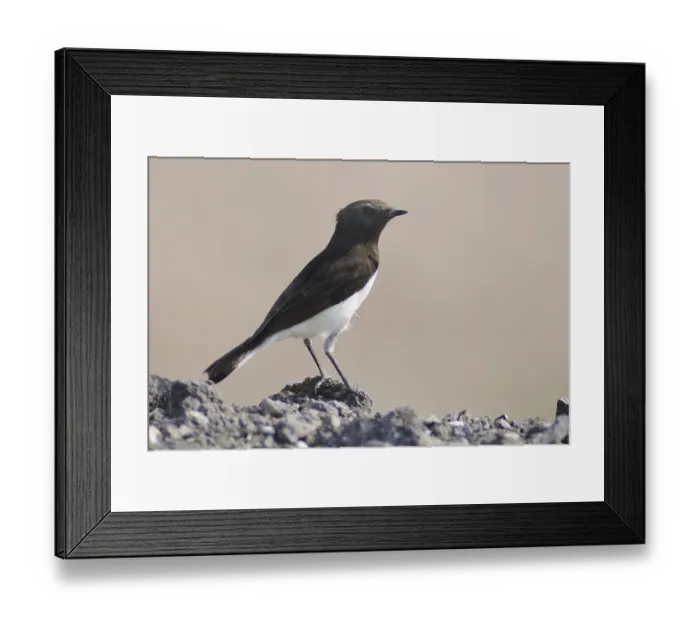 Framed Print : Variable Wheatear (Oenanthe picata), India, Asia