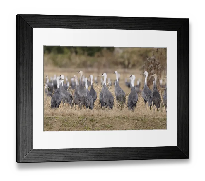 Framed Print : Hooded Crane (Grus monacha), Arasaki, Japan, Asia Framed Print : Hooded Crane (Grus monacha), Arasaki, Japan, Asia