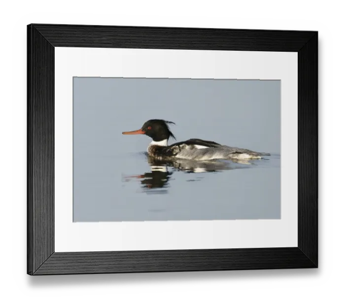 Framed Print : Red-breasted Merganser (Mergus serrator) male