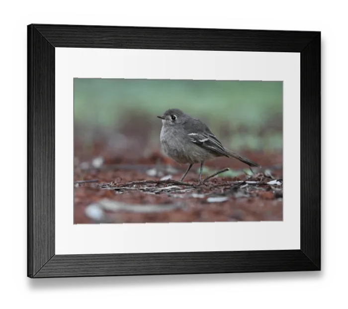 Framed Print : Southern Scrub Robin (Drymodes brunneopygia)