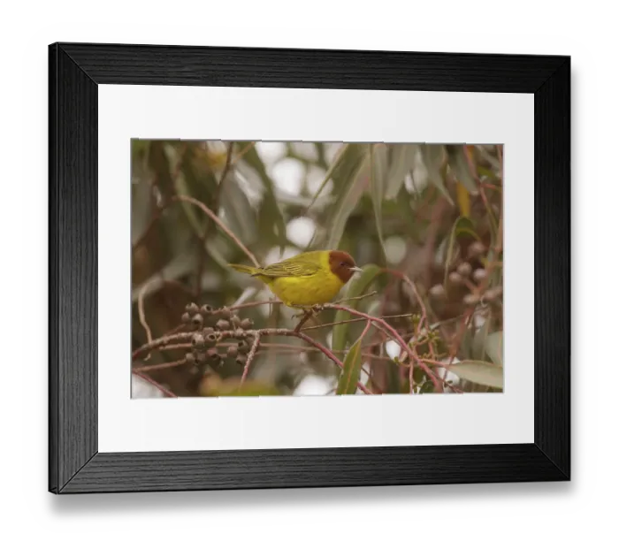 Framed Print : Mangrove Warbler (Setophaga petechia bryanti) male