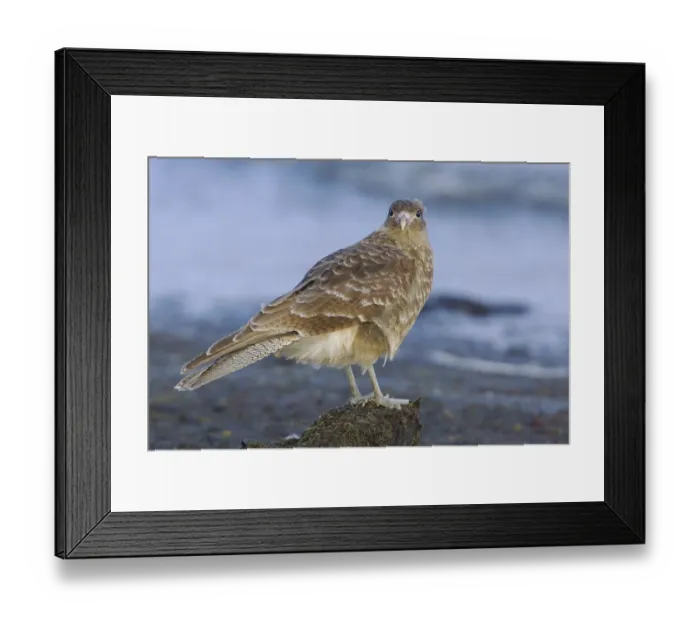 Framed Print : Chimango Caracara (Milvago chimango)