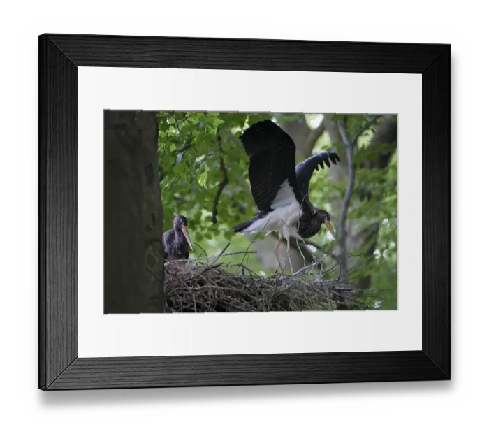 Framed Print : Black Stork (Ciconia nigra) nest Framed Print : Black Stork (Ciconia nigra) nest