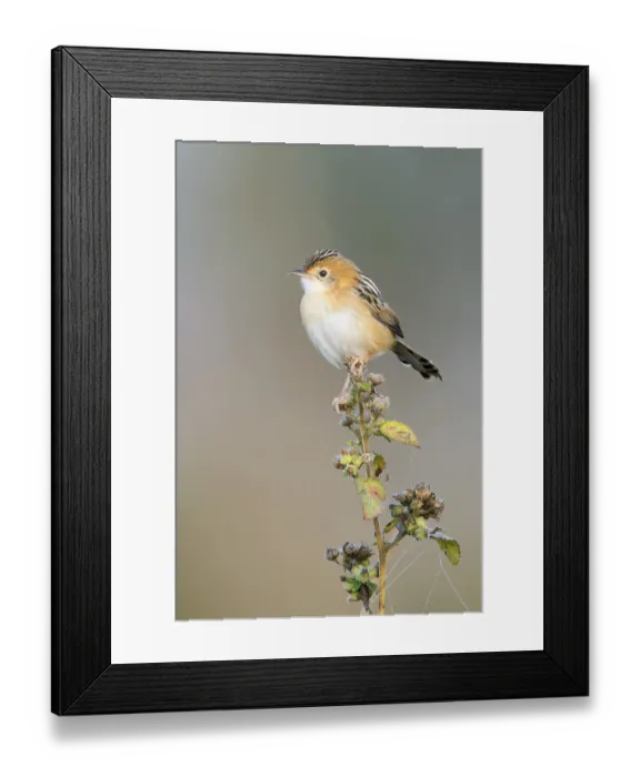 Framed Print : Golden-headed Cisticola (Cisticola exilis) male Framed Print : Golden-headed Cisticola (Cisticola exilis) male