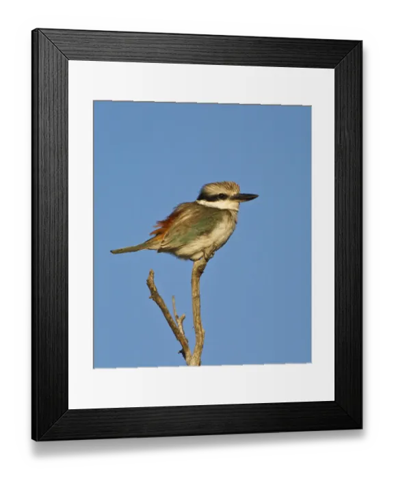 Framed Print : Red-backed Kingfisher (Todiramphus pyrrhopygius) Framed Print : Red-backed Kingfisher (Todiramphus pyrrhopygius)