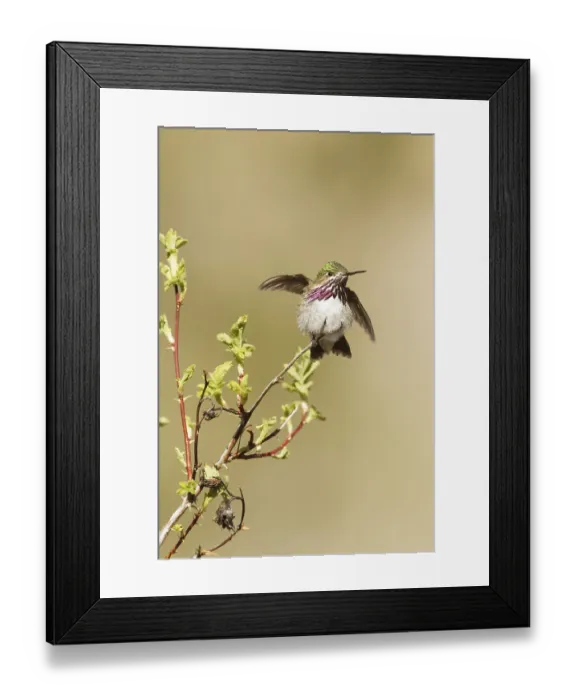 Framed Print : Calliope Hummingbird (Selasphorus calliope) male Framed Print : Calliope Hummingbird (Selasphorus calliope) male