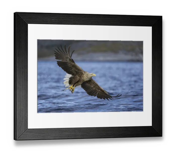 Framed Print : White-tailed Eagle (Haliaeetus albicilla) flying Framed Print : White-tailed Eagle (Haliaeetus albicilla) flying