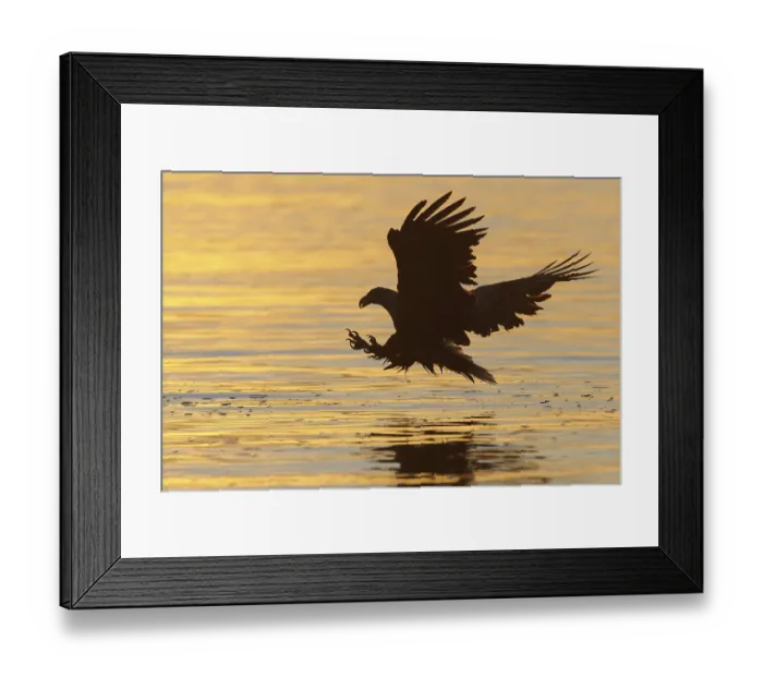 Framed Print : White-tailed Eagle (Haliaeetus albicilla) flying