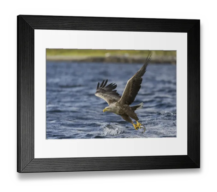 Framed Print : White-tailed Eagle (Haliaeetus albicilla) flying