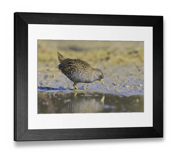 Framed Print : Australian Crake (Porzana fluminea) Framed Print : Australian Crake (Porzana fluminea)