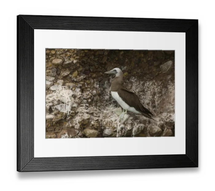 Framed Print : Brown Booby (Sula leucogaster)