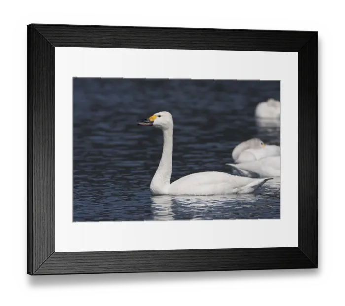 Framed Print : Tundra Swan (Cygnus columbianus bewickii)