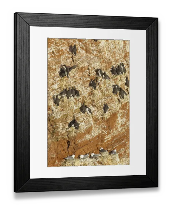 Framed Print : Common Murre (Uria aalge), Schleswig-Holstein Framed Print : Common Murre (Uria aalge), Schleswig-Holstein