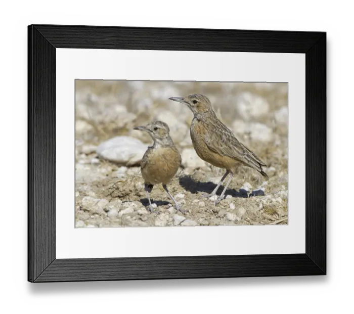 Framed Print : Spike-heeled Lark (Chersomanes albofasciata) Framed Print : Spike-heeled Lark (Chersomanes albofasciata)