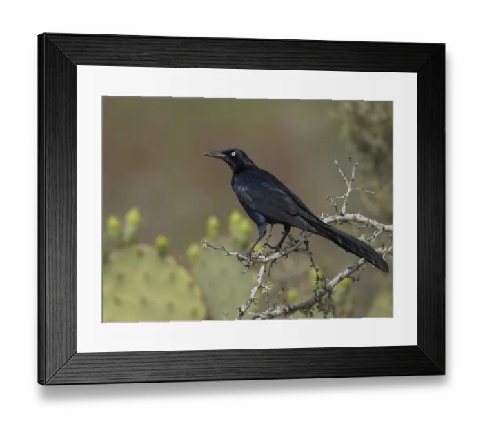 Framed Print : Great-tailed Grackle (Quiscalus mexicanus) male