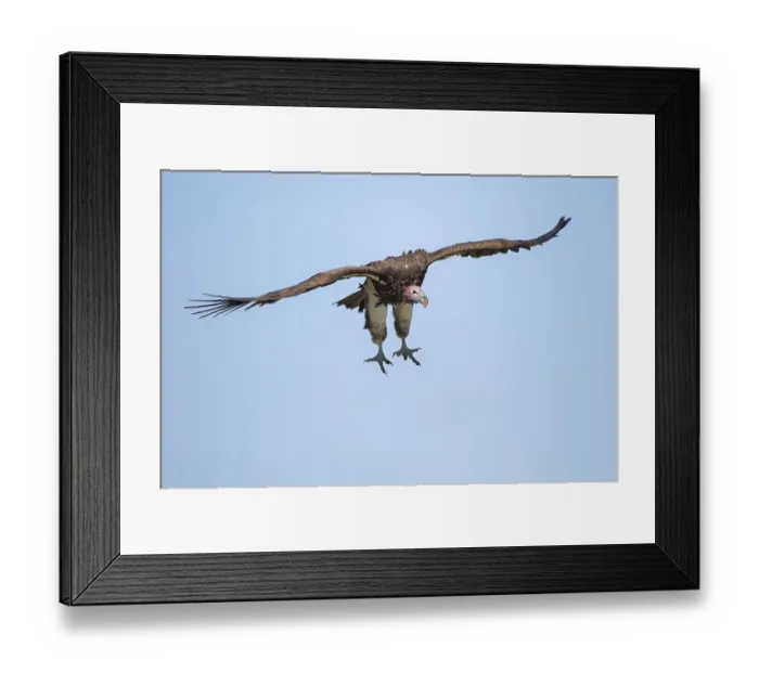 Framed Print : Lappet-faced Vulture (Torgos tracheliotos) flying
