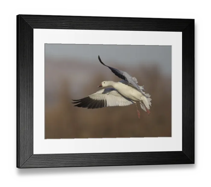 Framed Print : Snow Goose (Anser caerulescens) flying