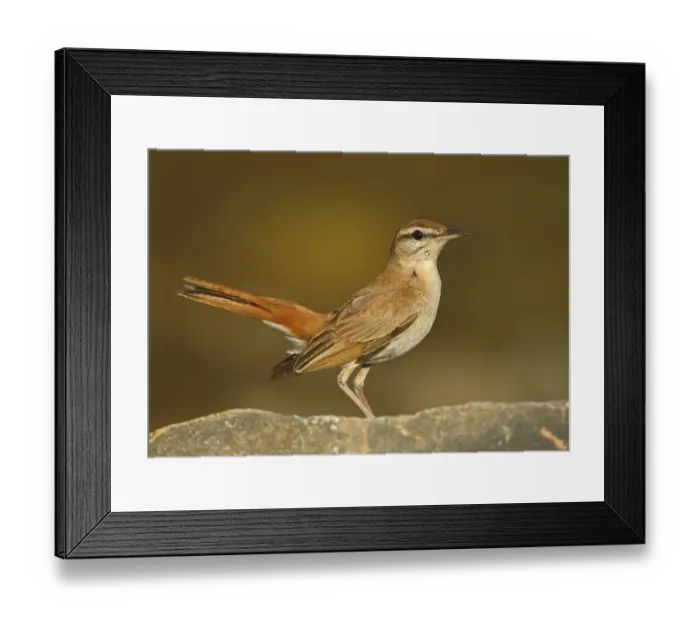 Framed Print : Rufous-tailed Scrub Robin (Cercotrichas galactotes)