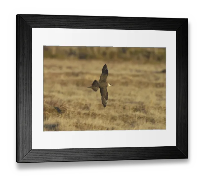 Framed Print : Parasitic Jaeger (Stercorarius parasiticus) flying