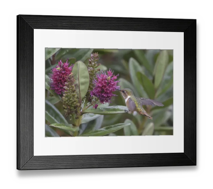 Framed Print : Scintillant Hummingbird (Selasphorus scintilla)
